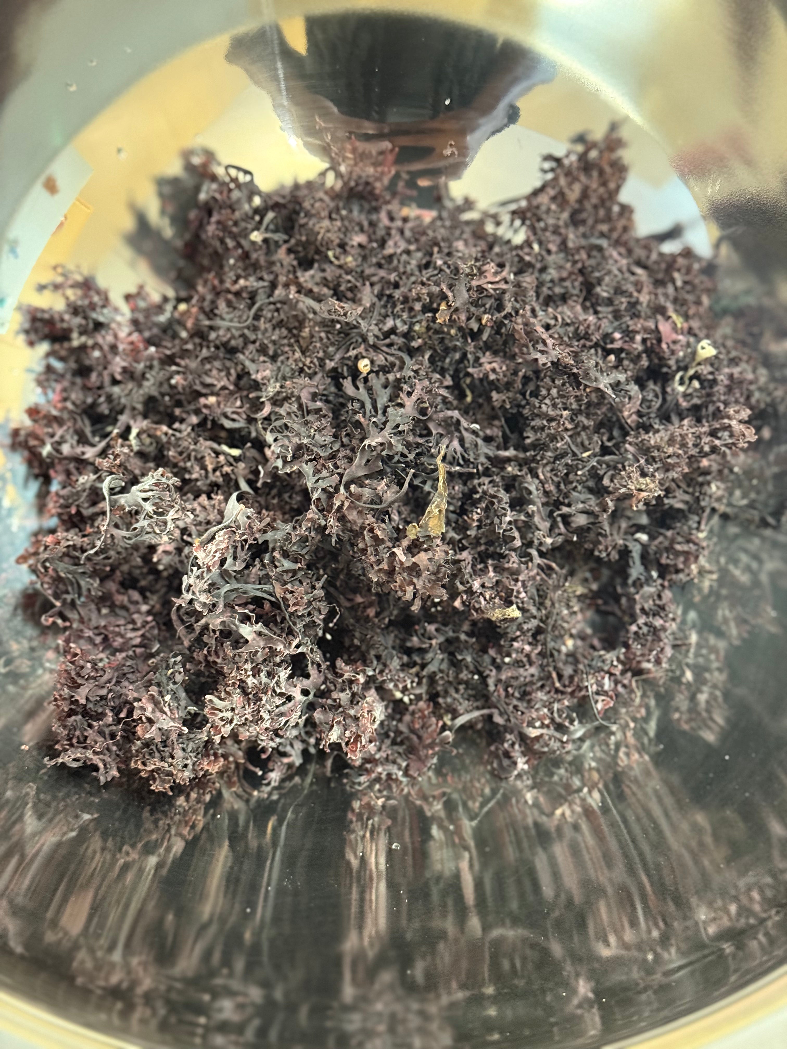 Mineral Wave Sea Moss Gel – 16oz Wildcrafted Purple Irish Moss
